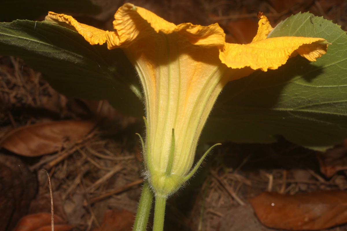 Cucurbita maxima Duchesne